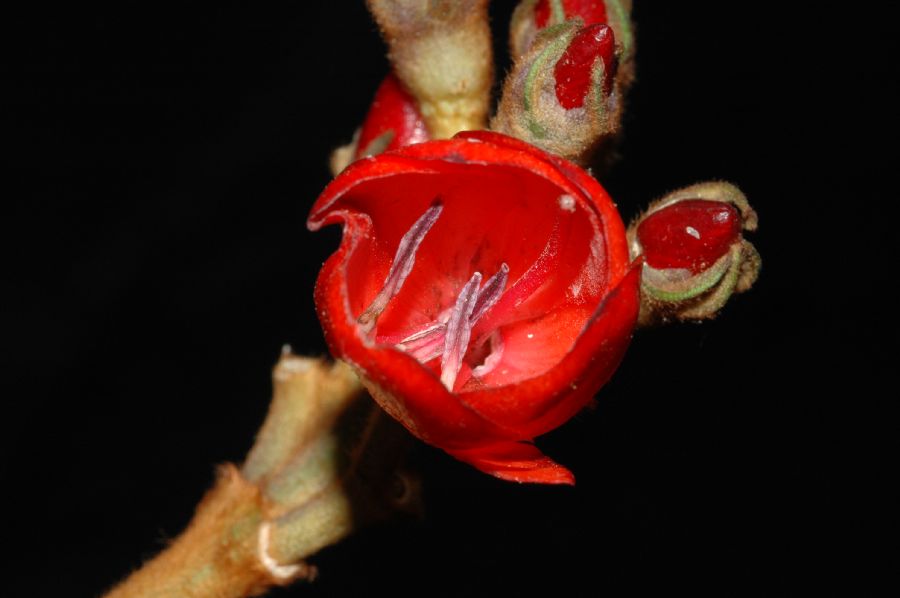Melastomataceae Meriania steyermarkii