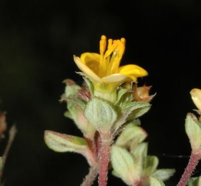 Melastomataceae Chaetolepis microphylla