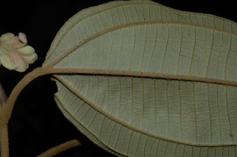 Melastomataceae Miconia mirabilis