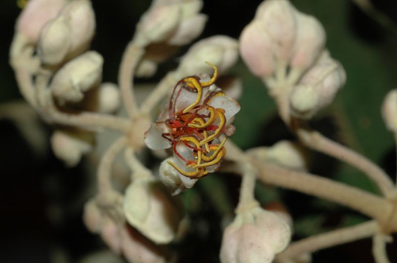 Melastomataceae Miconia mirabilis