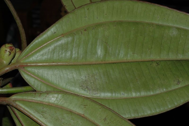 Melastomataceae Blakea orientalis