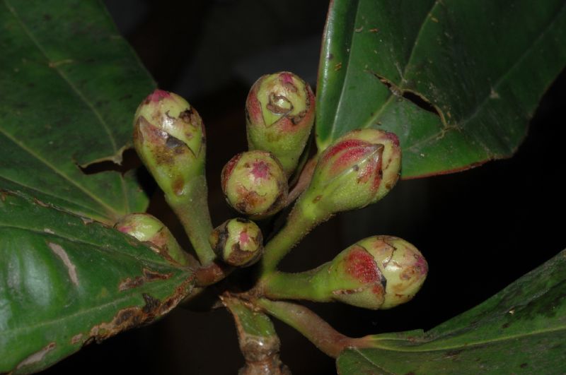 Melastomataceae Blakea orientalis