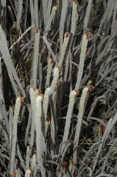 Pteridaceae Jamesonia canescens