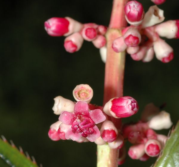 Melastomataceae Miconia ciliata