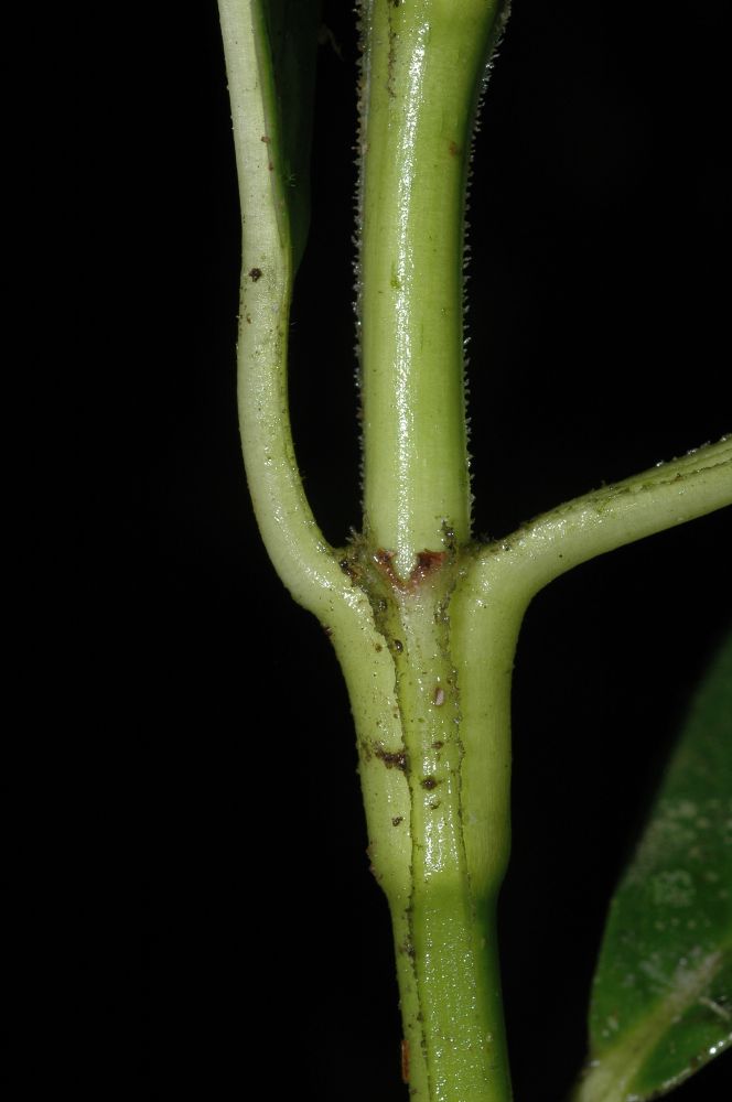 Chloranthaceae Hedyosmum scaberrimum
