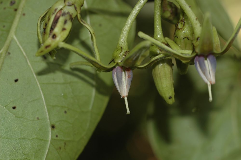 Solanaceae Solanum circinatum