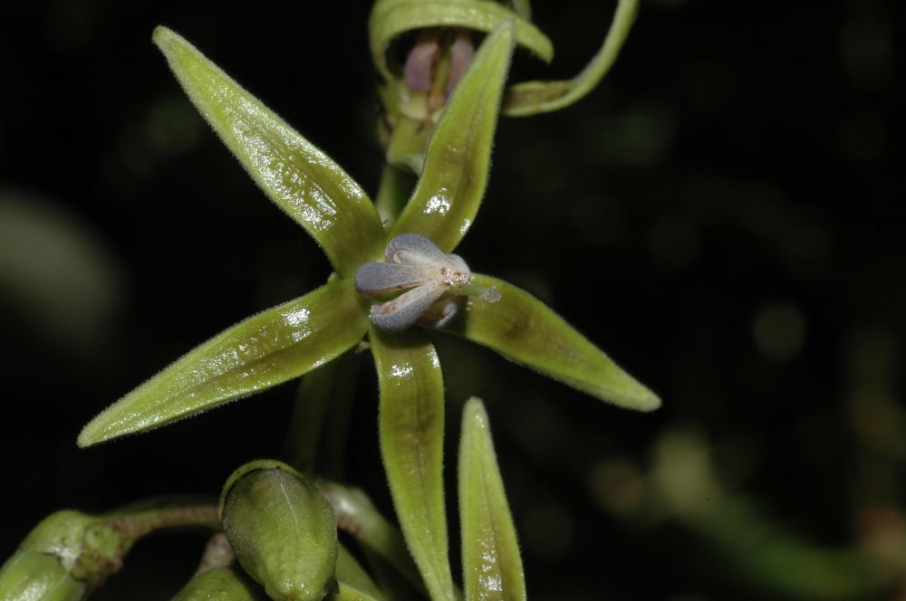 Solanaceae Solanum circinatum