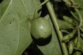 image of Solanum circinatum