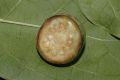image of Solanum circinatum
