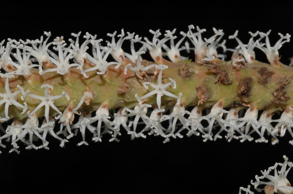 Arecaceae Asterogyne martiana