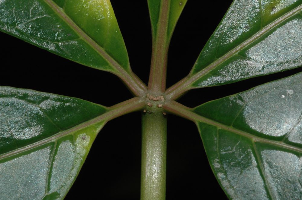 Caricaceae Jacaratia dolichaula