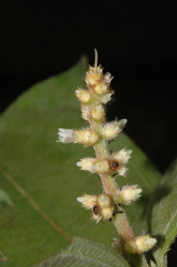Melastomataceae Miconia nervosa