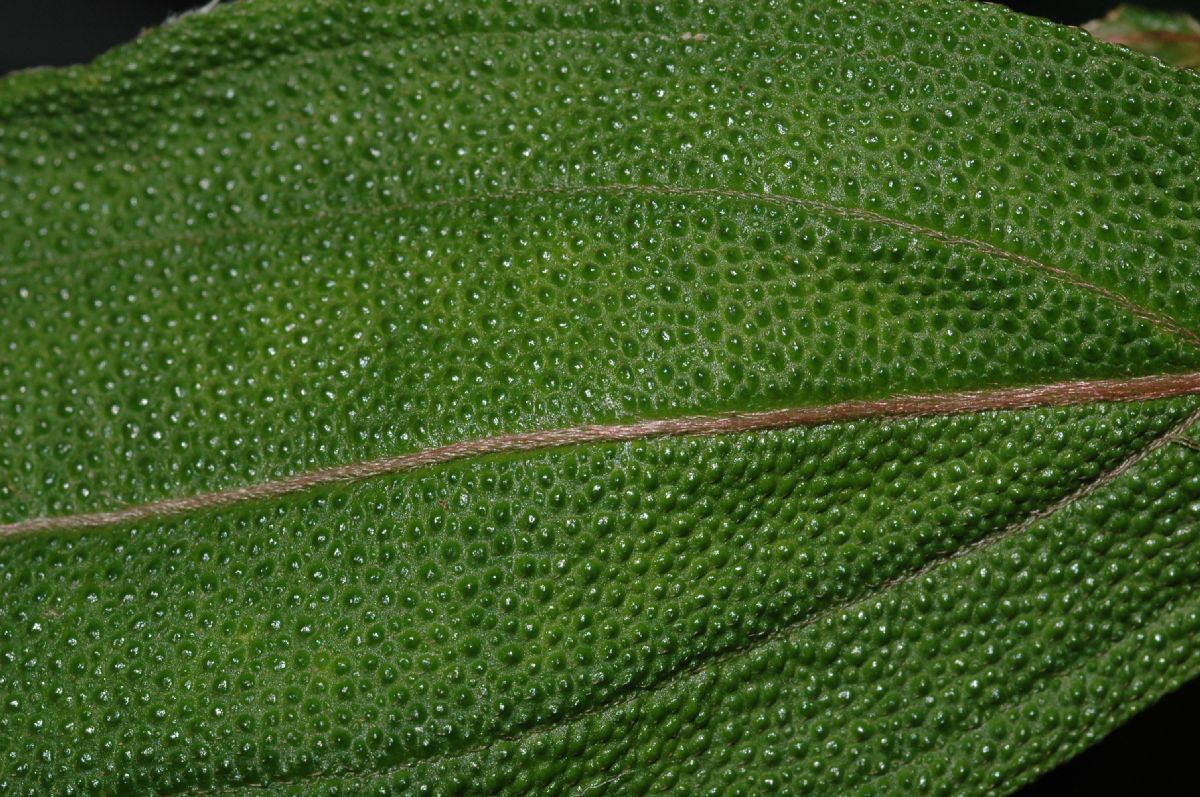Melastomataceae Henriettella tuberculosa
