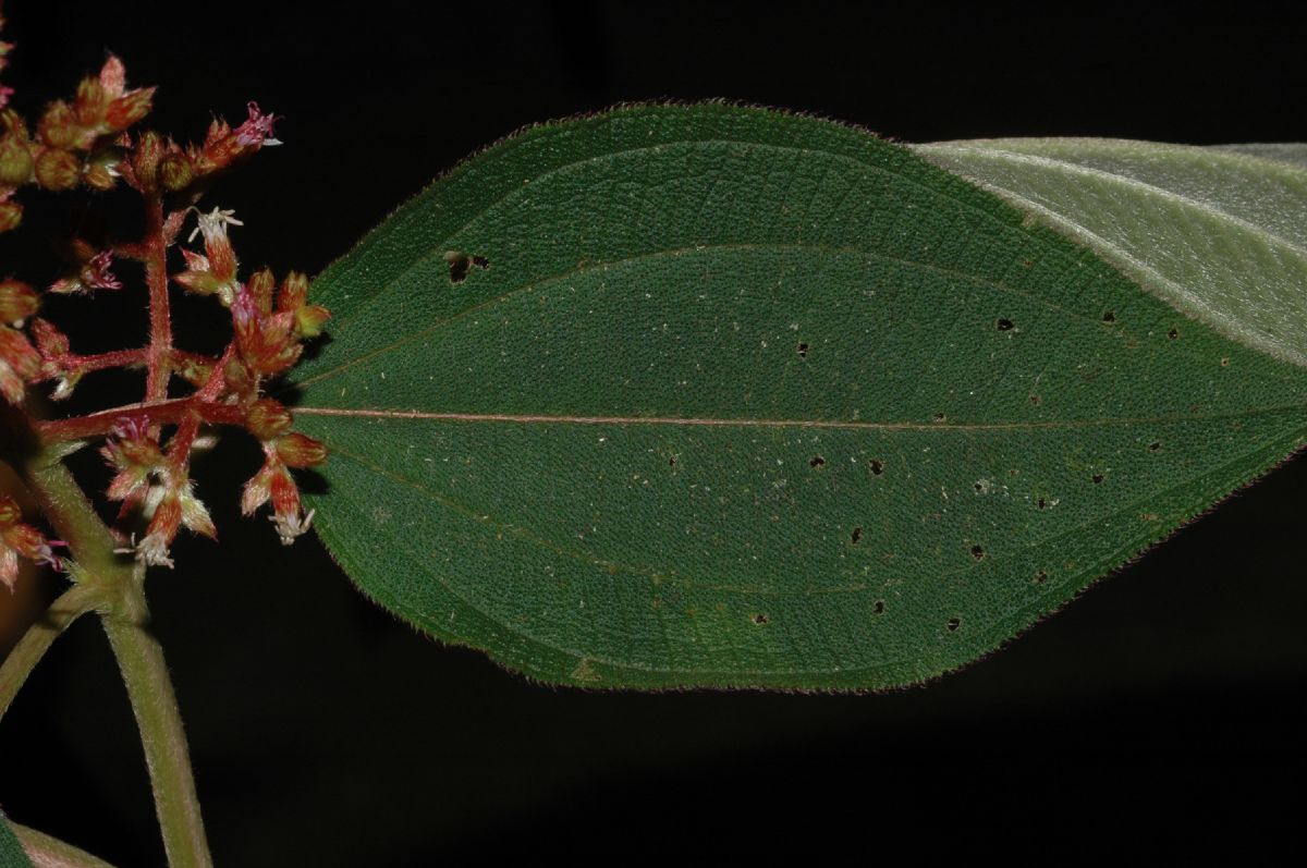 Melastomataceae Leandra granatensis
