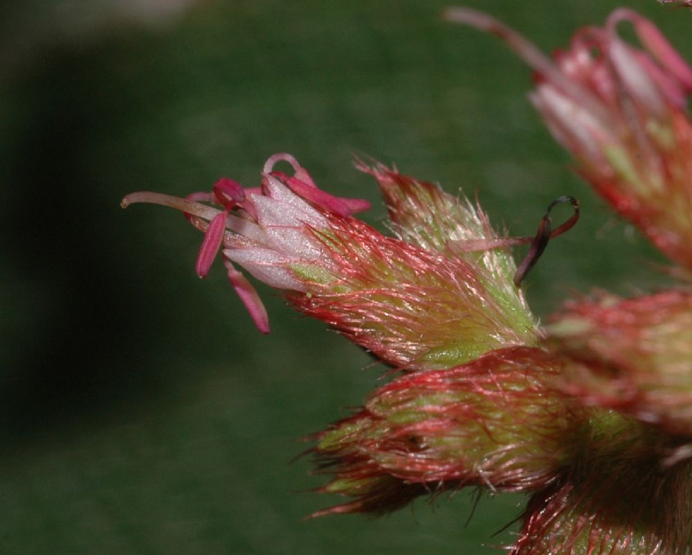 Melastomataceae Leandra granatensis