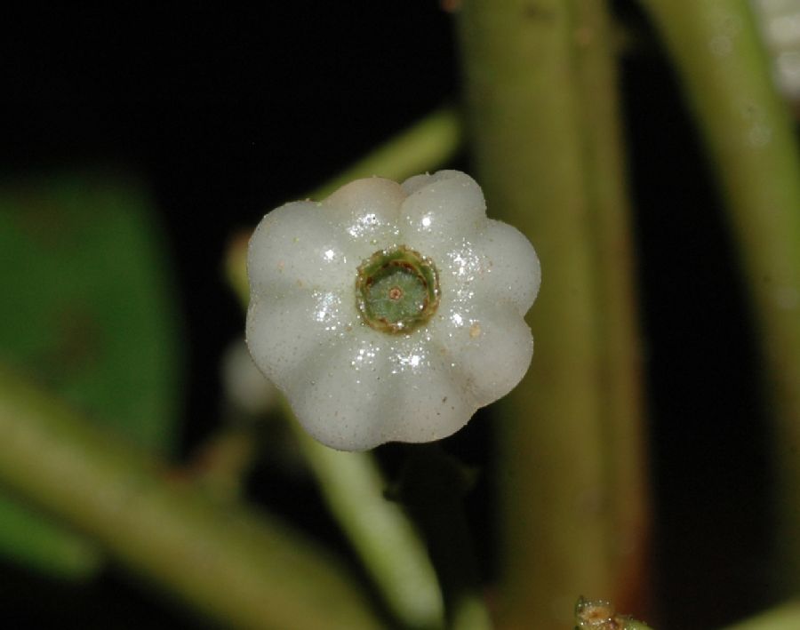 Melastomataceae Ossaea micrantha