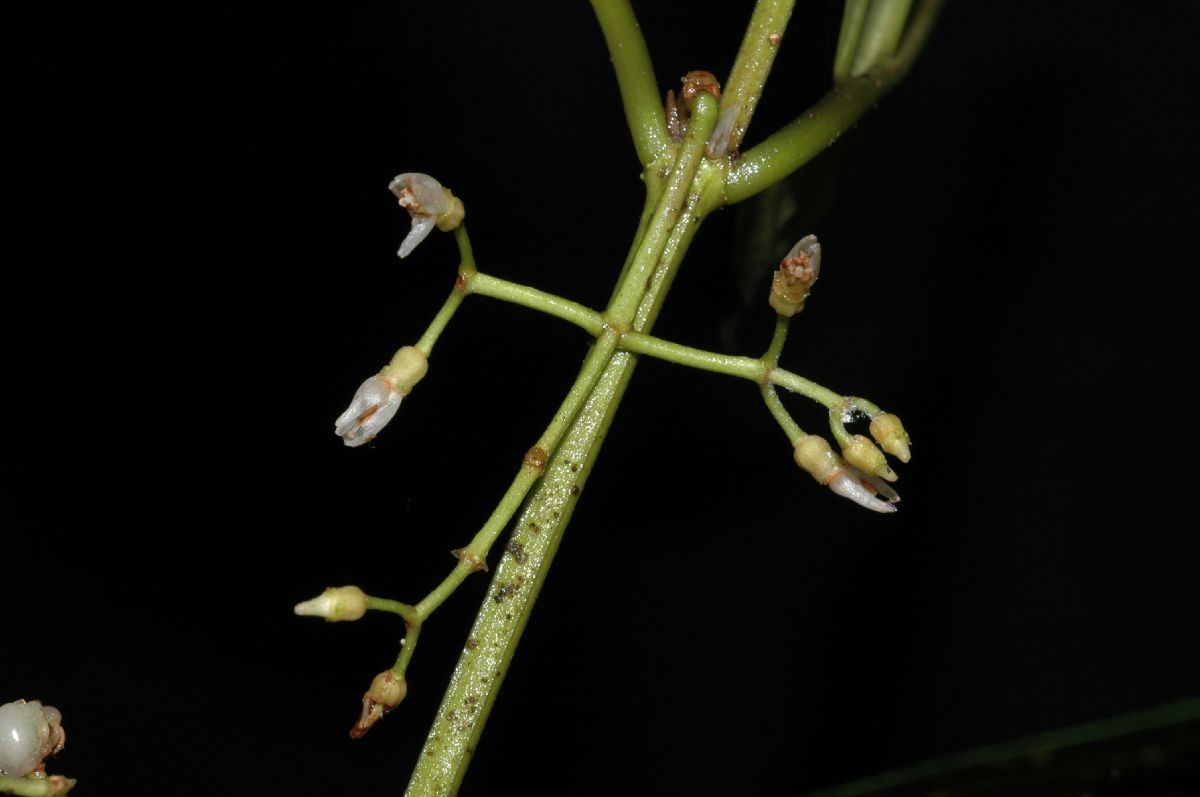 Melastomataceae Ossaea micrantha