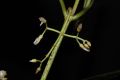 image of Ossaea micrantha