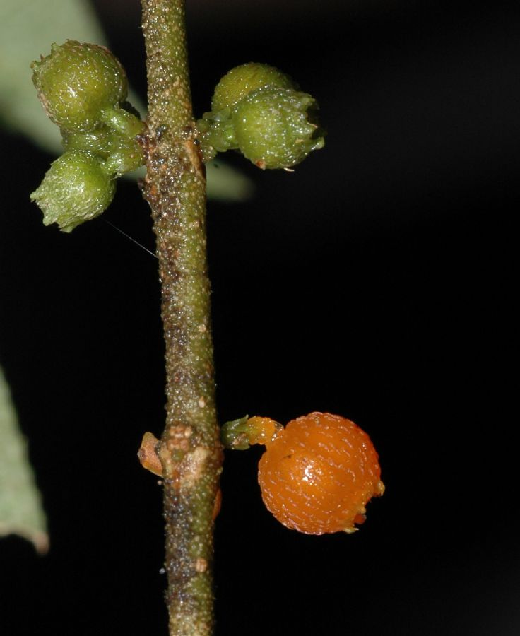 Melastomataceae Henriettella tuberculosa