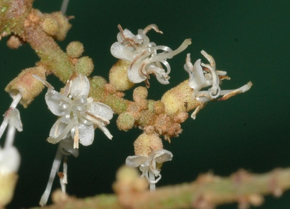 Melastomataceae Miconia impetiolaris