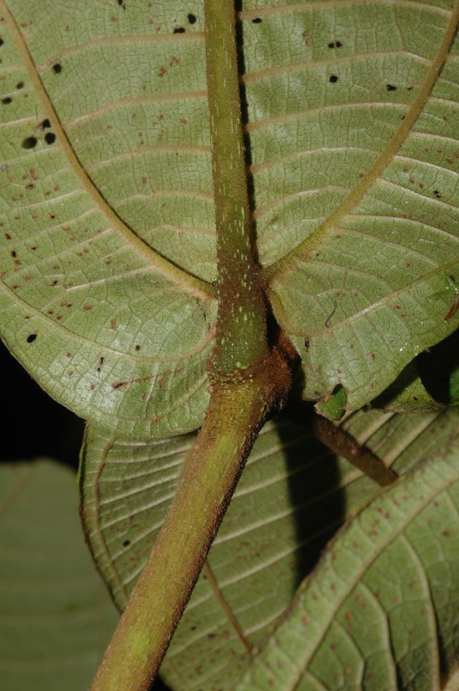 Melastomataceae Miconia impetiolaris