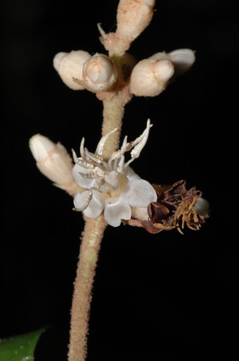 Melastomataceae Miconia simplex