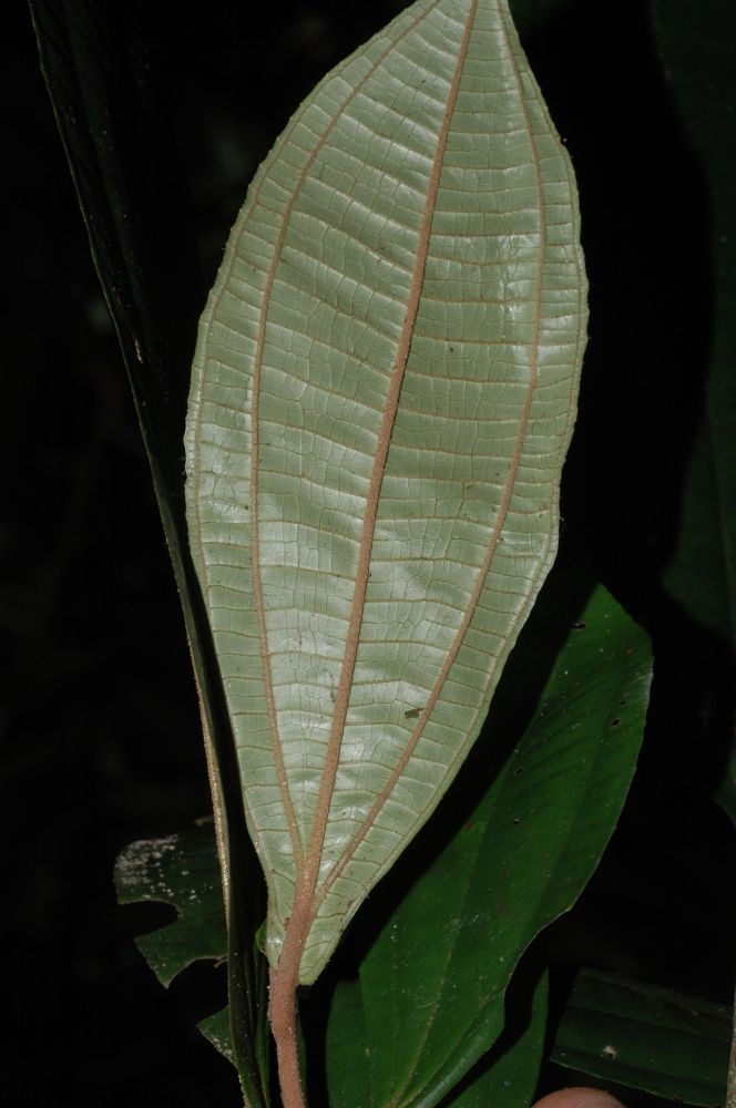 Melastomataceae Miconia simplex