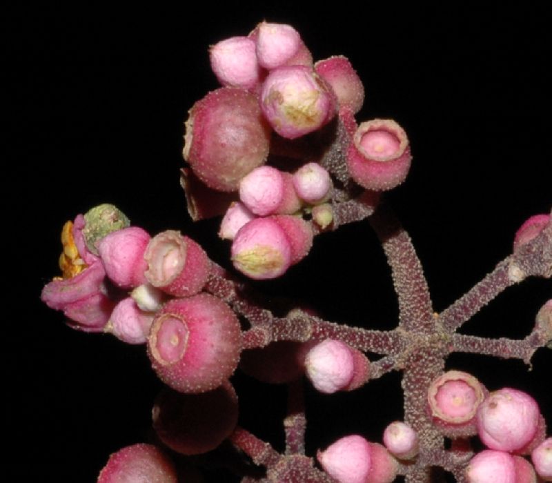Melastomataceae Conostegia subcrustulata