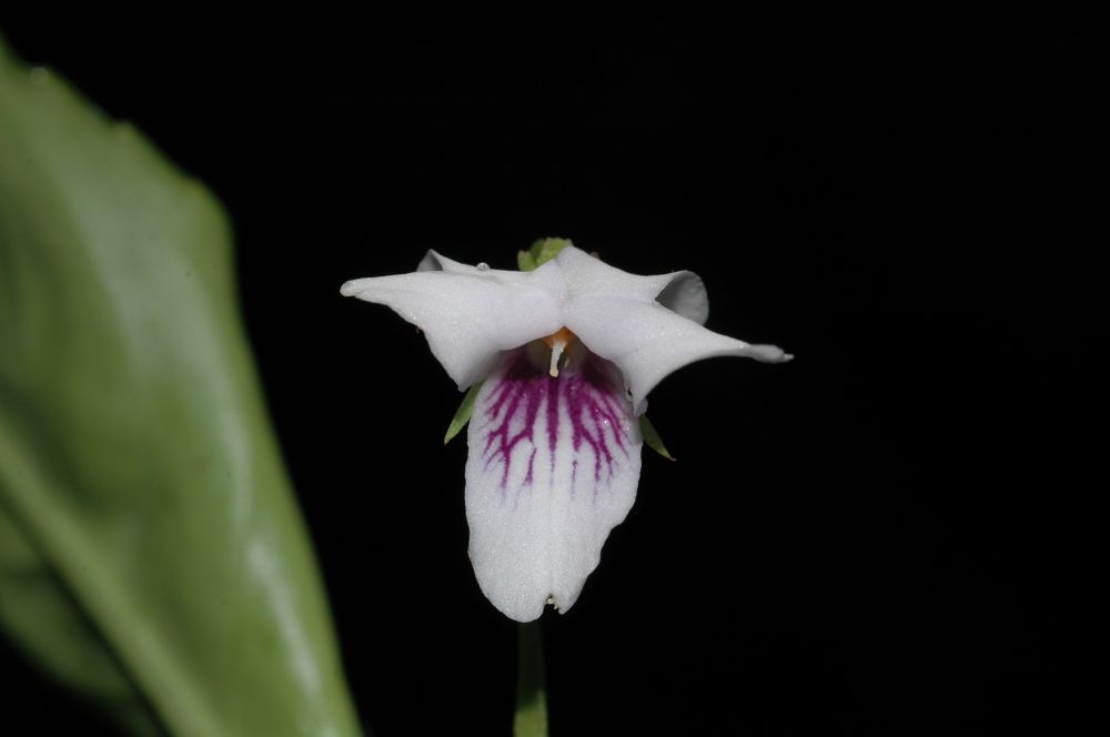 Violaceae Viola stipularis