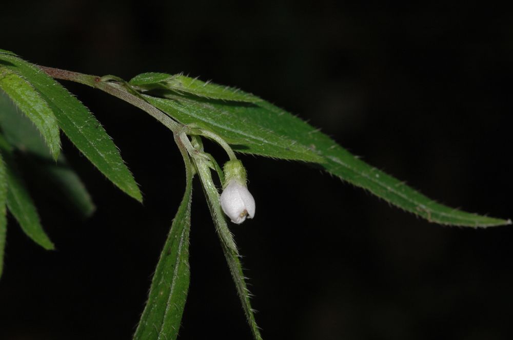 Melastomataceae Centradenia inaequilatera