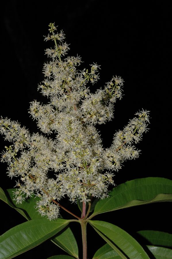Melastomataceae Miconia affinis