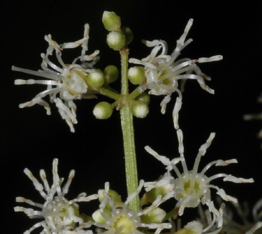 Melastomataceae Miconia affinis