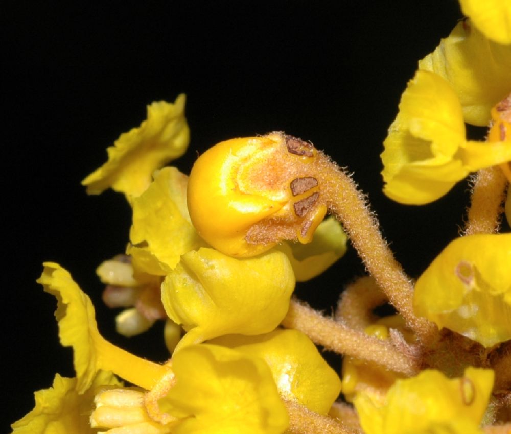 Malpighiaceae Byrsonima  crassifolia