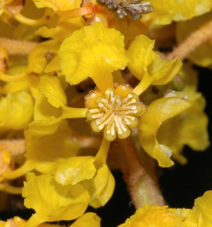 Malpighiaceae Byrsonima  crassifolia