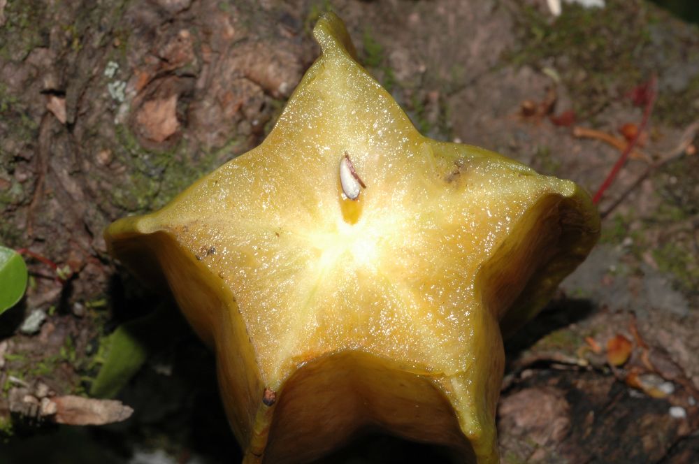 Oxalidaceae Averrhoa carambola