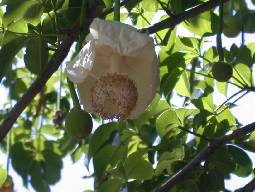 Bombacaceae Adansonia digitata