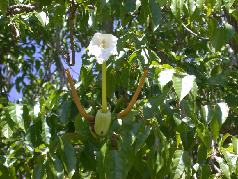 Bignoniaceae Dolichandrone spathacea