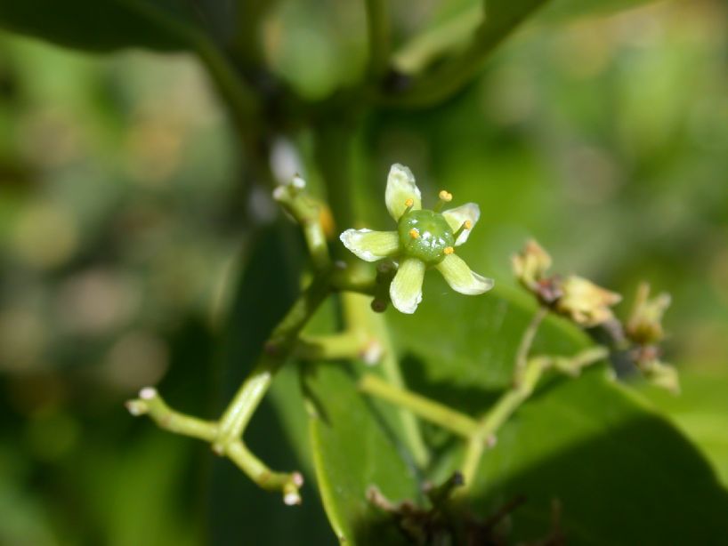 Celastraceae Elaeodendron quadrangulatum