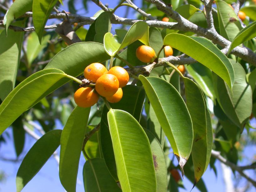 Moraceae Ficus benjamina