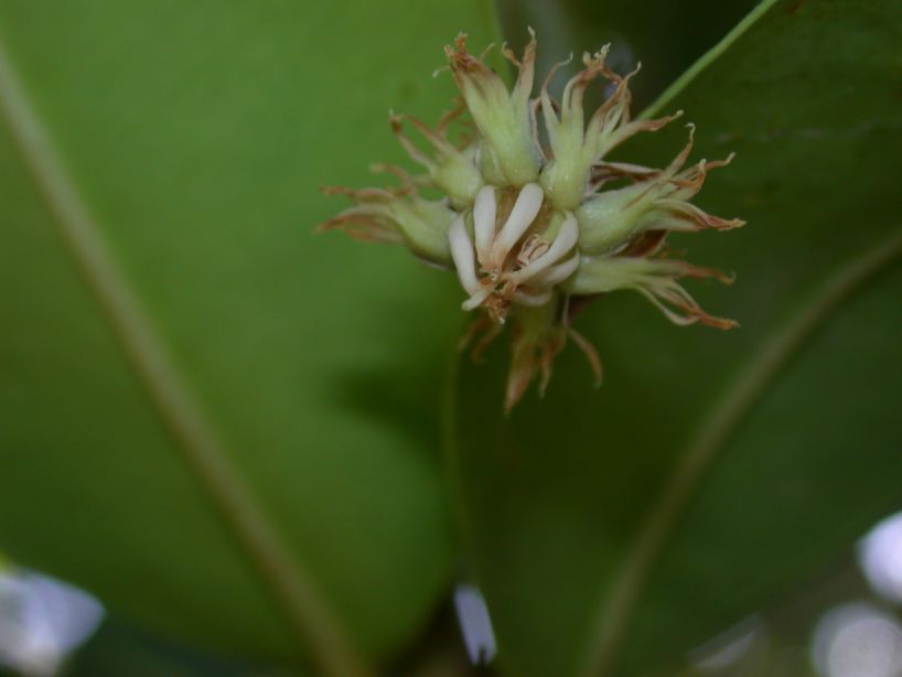 Sapotaceae Mimusops balata