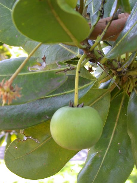 Sapotaceae Mimusops balata