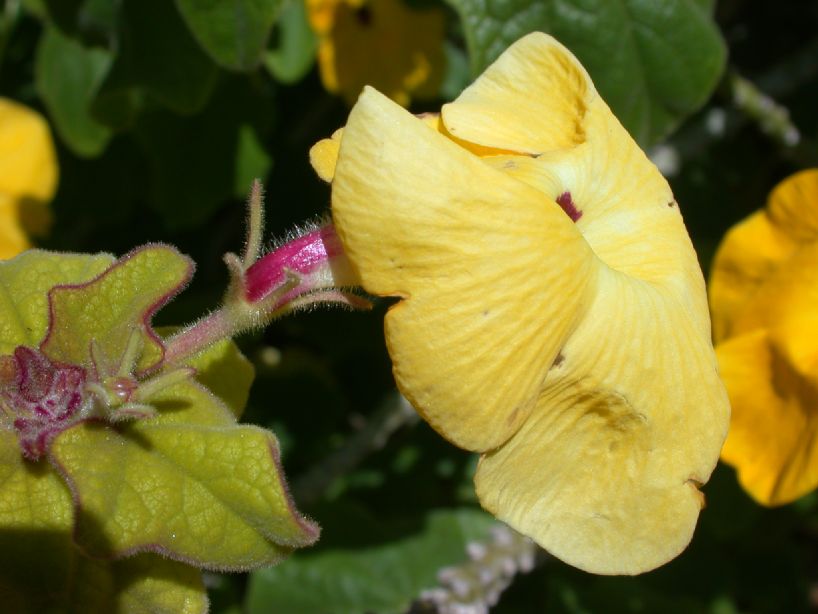 Pedaliaceae Uncarina grandidieri