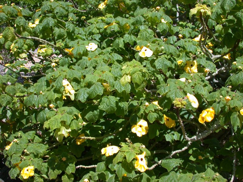 Pedaliaceae Uncarina grandidieri