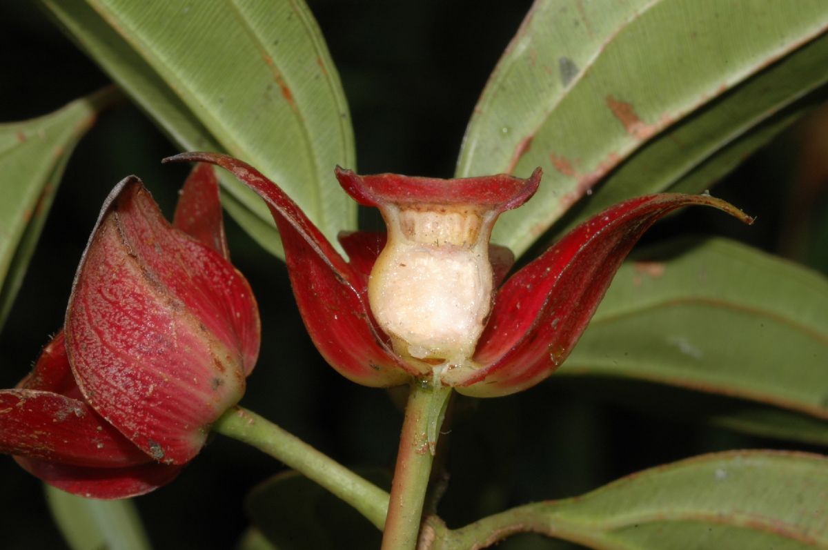 Melastomataceae Blakea gracilis