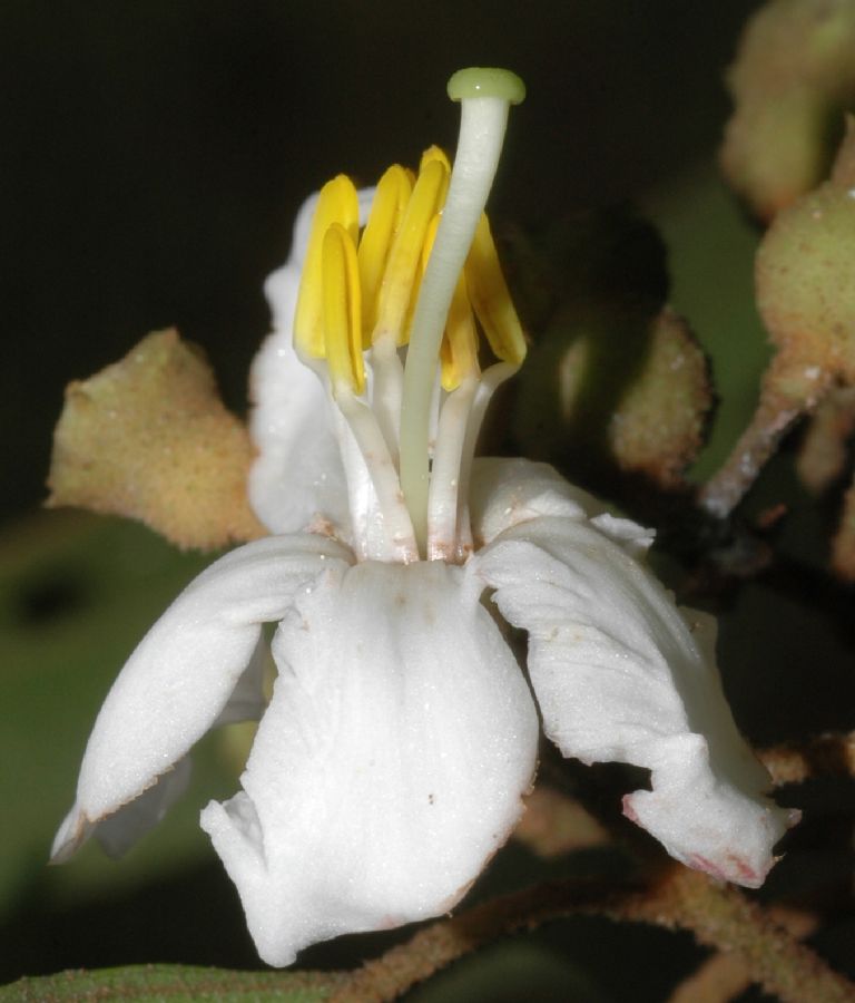 Melastomataceae Miconia schlimii