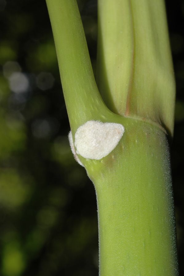Urticaceae Cecropia 