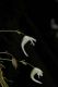 image of Utricularia 