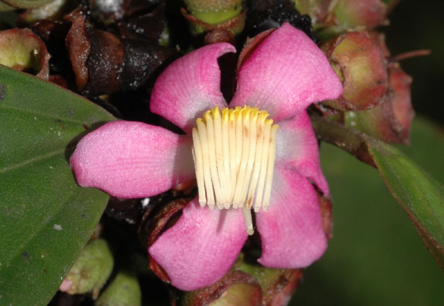 Melastomataceae Topobea multiflora