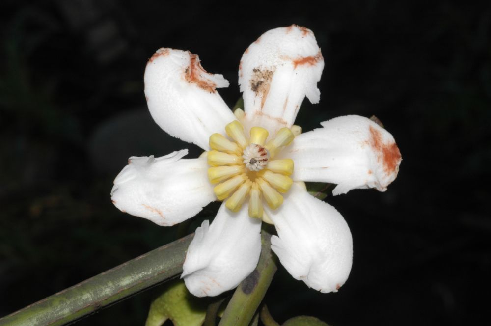 Melastomataceae Bellucia pentamera
