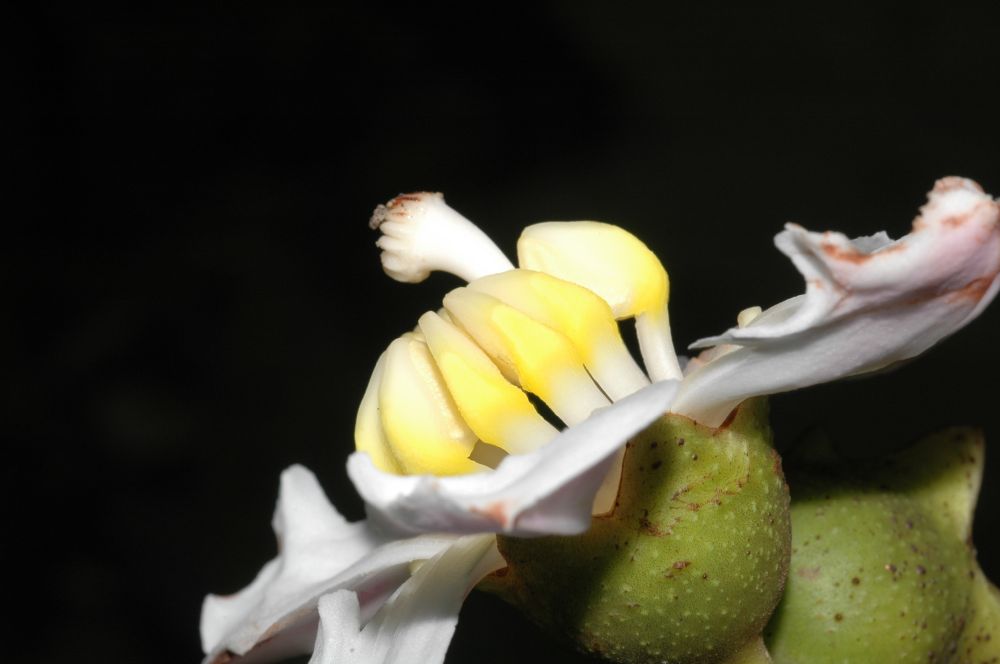 Melastomataceae Bellucia pentamera